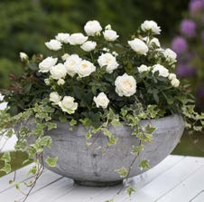 ABBL NYTT nr. 2 2014 17 Pottepryd TEKST: HILDE BRINGSLI Ikke alle er så heldige å ha en hage, men mange har terrasse eller balkong. Med riktig stell kan du lage en deilig blomsterprakt på balkongen.