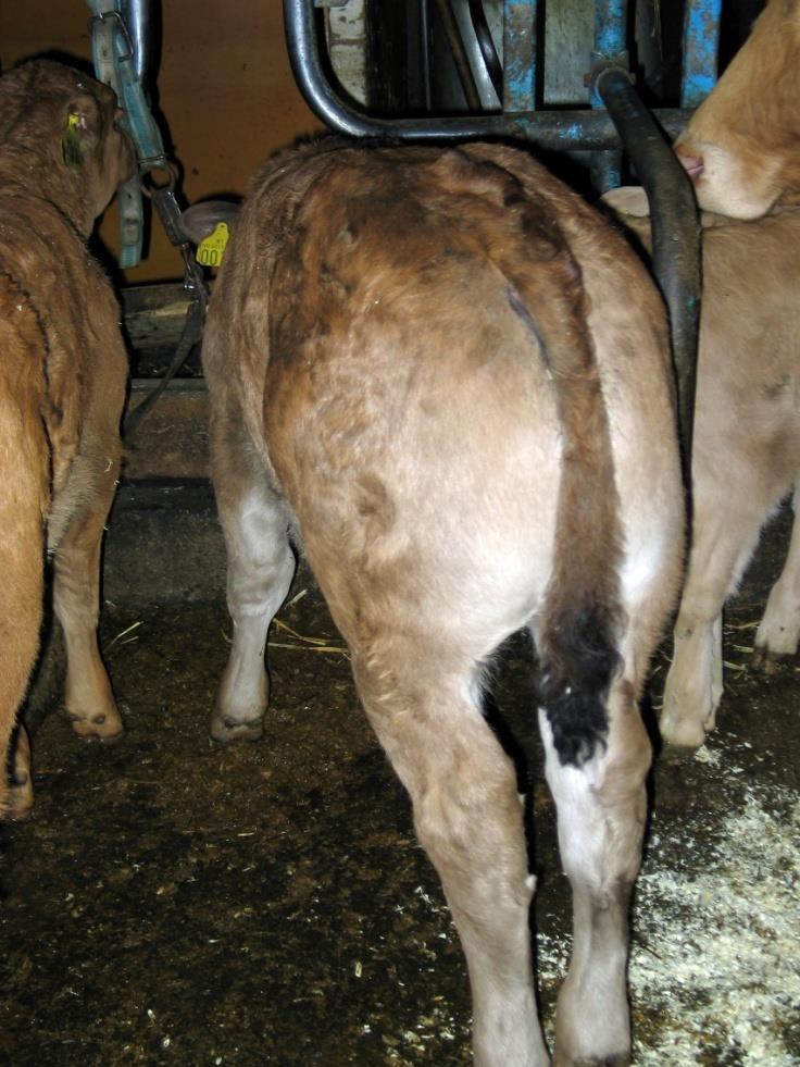 KJØTTFESEMIN PÅ MJØLKEKU Økt slakteoppgjør Økt kjøttproduksjon (ta ut én krysningskalv på kyr som skal slaktes)