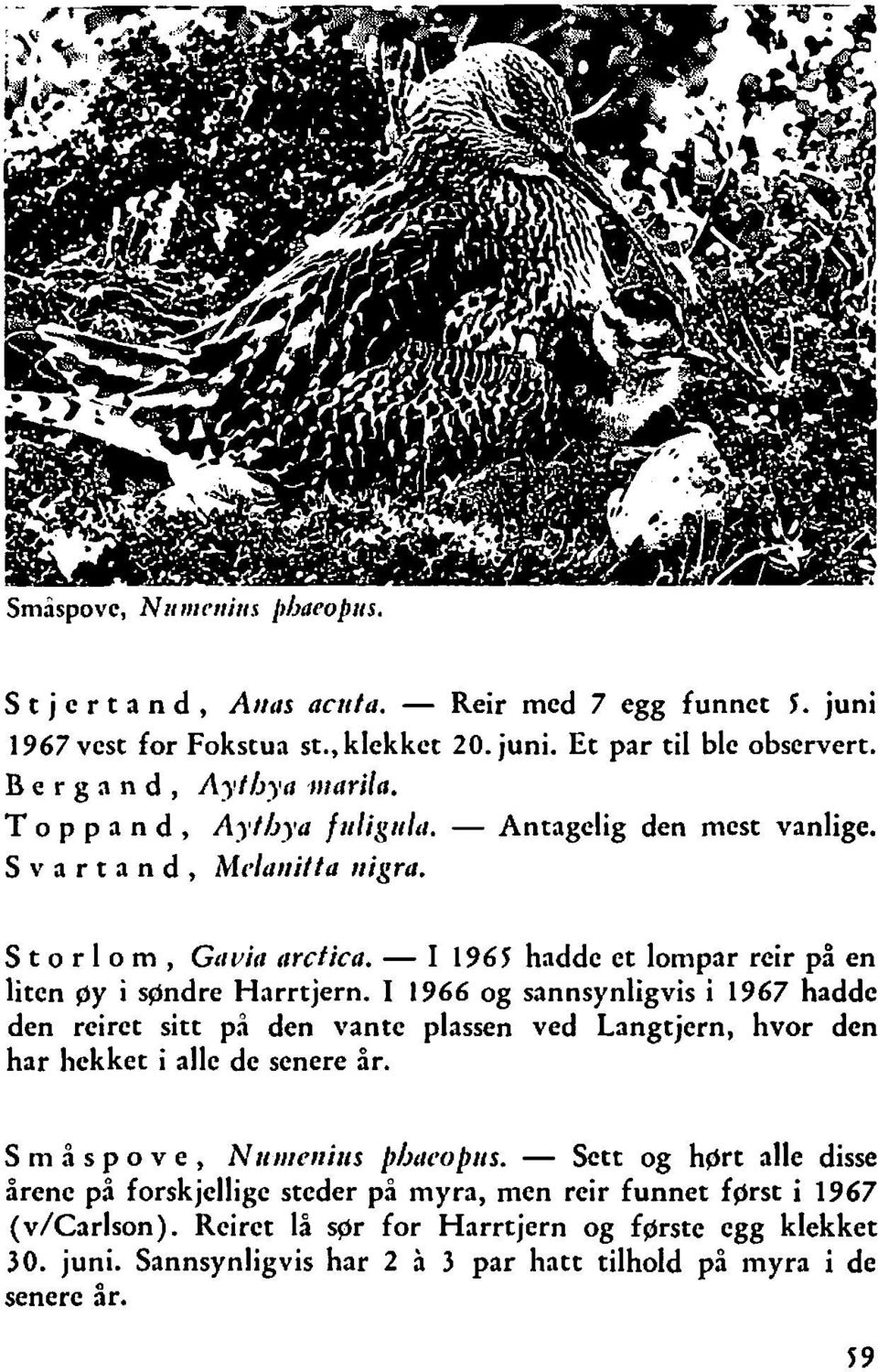 - I 1965 haddc et lonipar rcir på en liten gy i spndre Harrtjern.