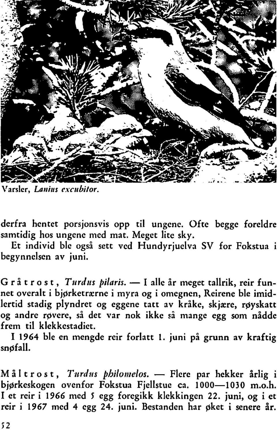 - I alle år meget tallrik, reir funnet overalt i bjgrketrxrne i myra og i omegnen, Reirene ble imidlertid stadig plyndret og eggene tatt av kråke, skjacre, rayskatt og andre rgvere, så det var nok