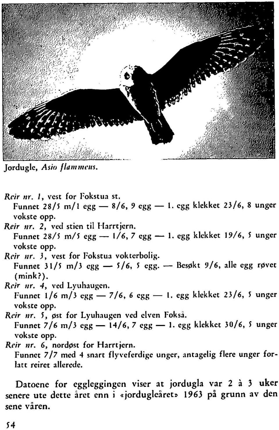 4, \.cd Lyuhaugcn. Funnct 116 m/3 egg - 716, 6 egg - I. egg klekket 2316, l unger vokste opp. Rrir nr. I, pst for Lyuhaugcn ved elven Foksi. Funnet 7/6 m/3 egg - 14/6,7 egg - 1.