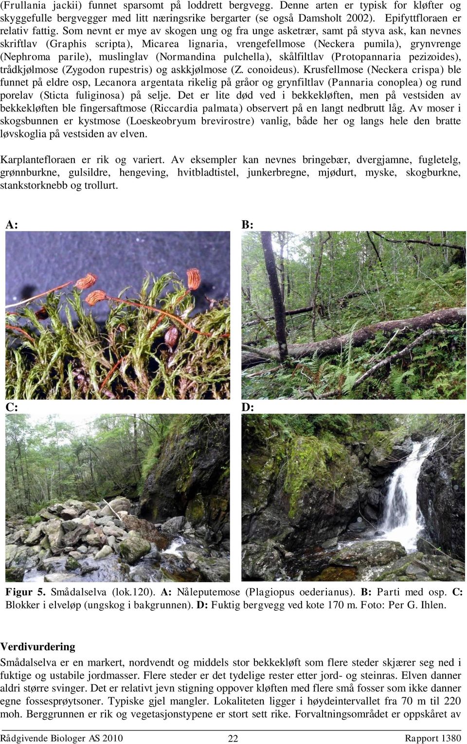 Som nevnt er mye av skogen ung og fra unge asketrær, samt på styva ask, kan nevnes skriftlav (Graphis scripta), Micarea lignaria, vrengefellmose (Neckera pumila), grynvrenge (Nephroma parile),