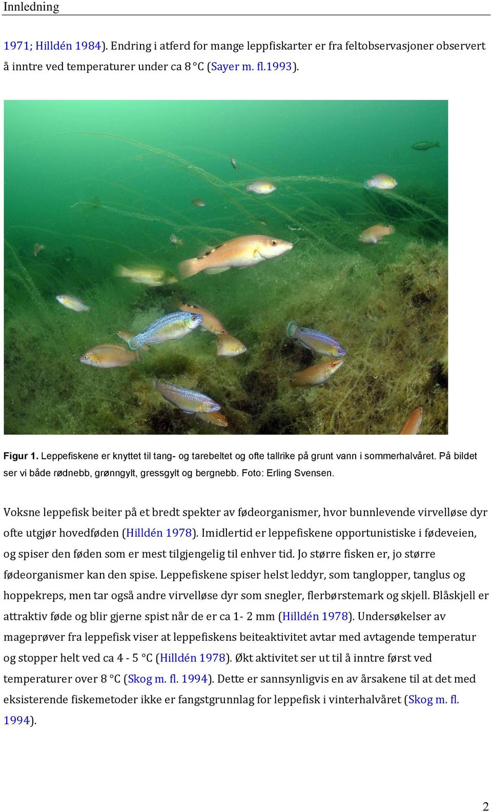 Voksne leppefisk beiter på et bredt spekter av fødeorganismer, hvor bunnlevende virvelløse dyr ofte utgjør hovedføden (Hilldén 1978).