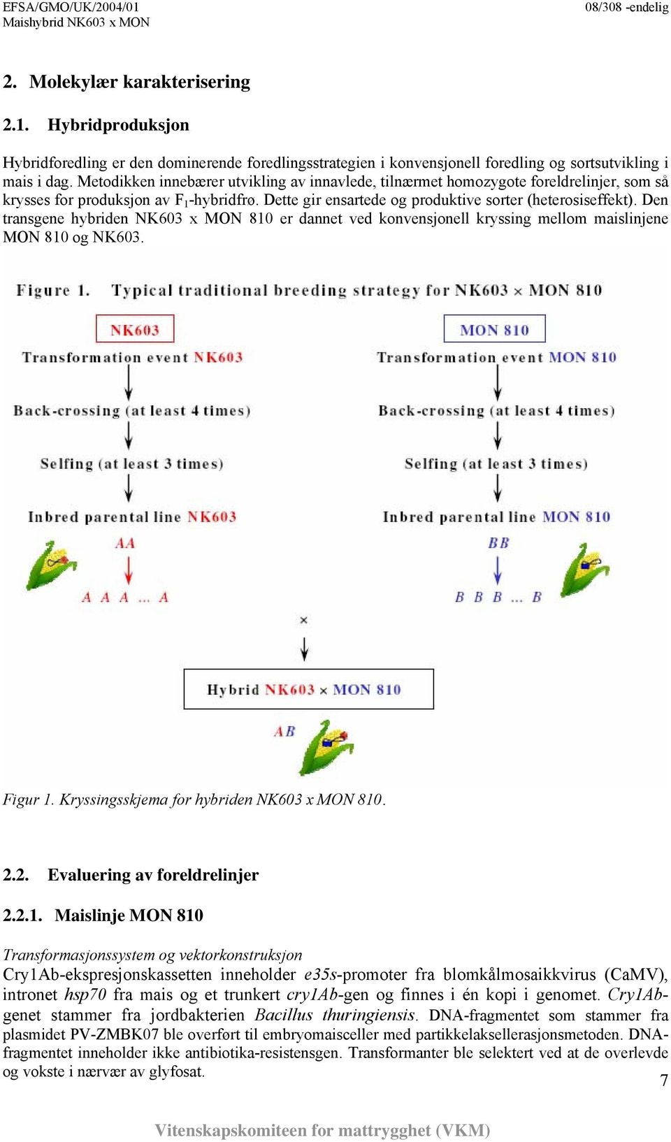 Den transgene hybriden NK603 x MON 810 er dannet ved konvensjonell kryssing mellom maislinjene MON 810 og NK603. Figur 1. Kryssingsskjema for hybriden NK603 x MON 810. 2.