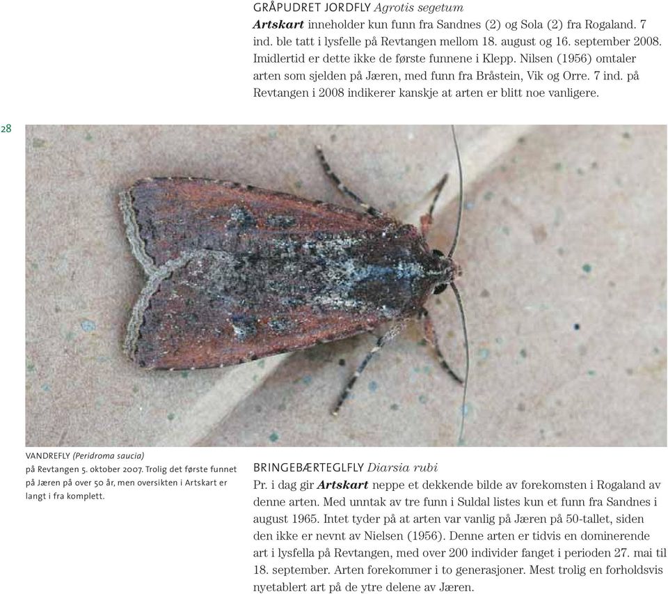 på Revtangen i 2008 indikerer kanskje at arten er blitt noe vanligere. 28 VANDREFLY (Peridroma saucia) på Revtangen 5. oktober 2007.