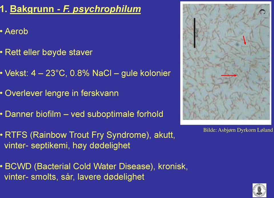 forhold RTFS (Rainbow Trout Fry Syndrome), akutt, vinter- septikemi, høy dødelighet