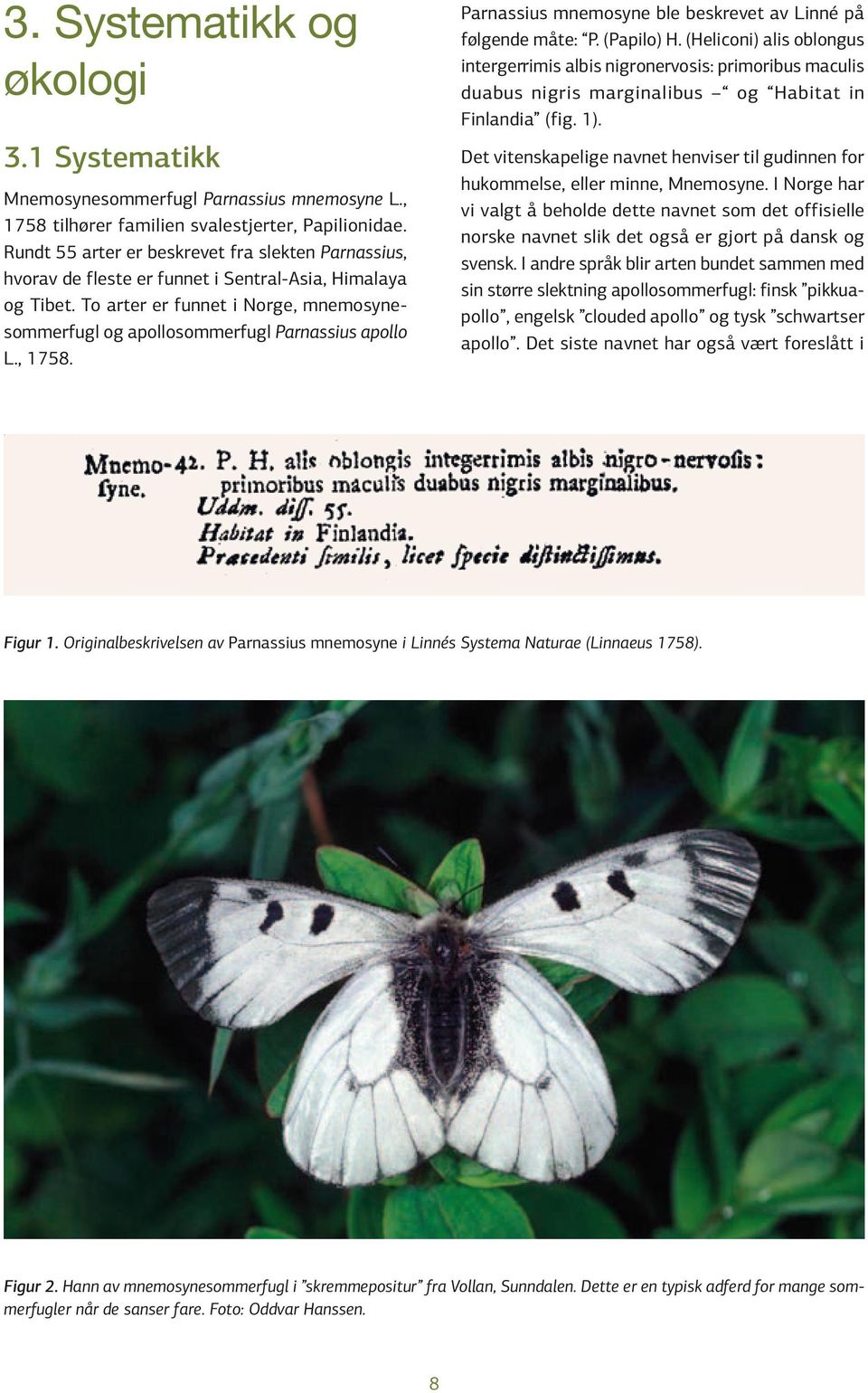 To arter er funnet i Norge, mnemosynesommerfugl og apollosommerfugl Parnassius apollo L., 1758. Parnassius mnemosyne ble beskrevet av Linné på følgende måte: P. (Papilo) H.