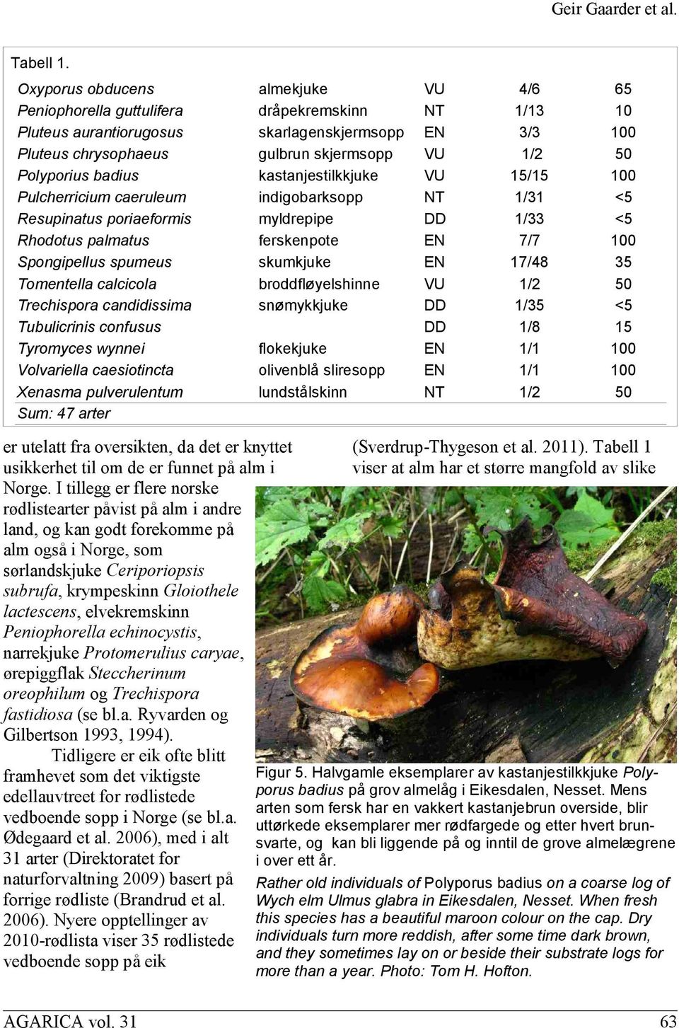 Polyporius badius kastanjestilkkjuke VU 15/15 100 Pulcherricium caeruleum indigobarksopp NT 1/31 <5 Resupinatus poriaeformis myldrepipe DD 1/33 <5 Rhodotus palmatus ferskenpote EN 7/7 100