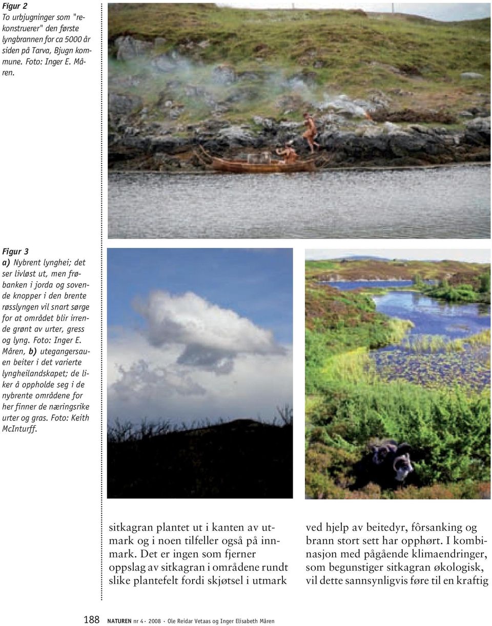 Foto: Inger E. Måren, b) utegangersauen beiter i det varierte lyngheilandskapet; de liker å oppholde seg i de nybrente områdene for her finner de næringsrike urter og gras. Foto: Keith McInturff.