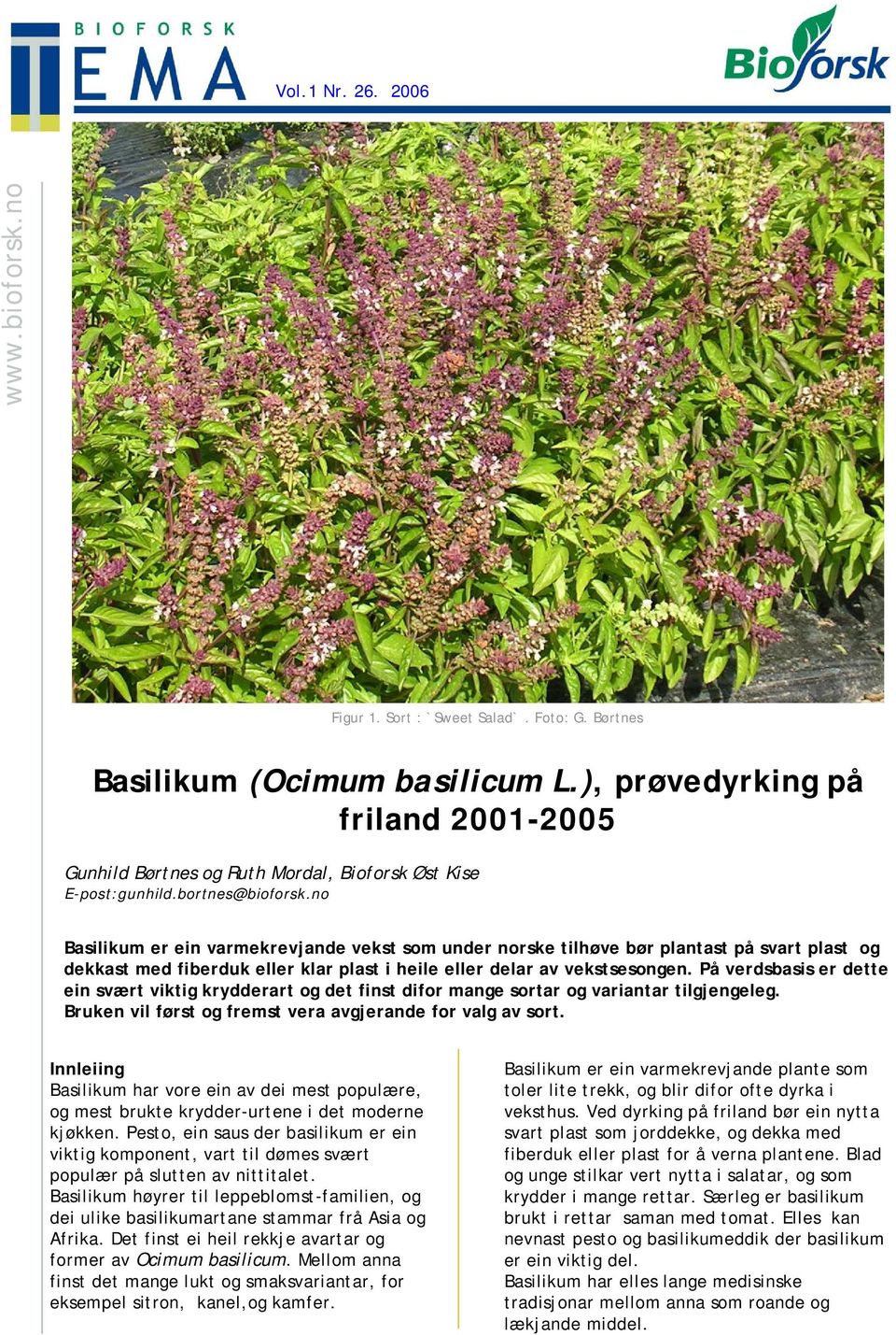 no Basilikum er ein varmekrevjande vekst som under norske tilhøve bør plantast på svart plast og dekkast med fiberduk eller klar plast i heile eller delar av vekstsesongen.