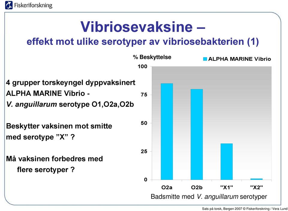 anguillarum serotype O1,O2a,O2b 75 Beskytter vaksinen mot smitte med serotype X?