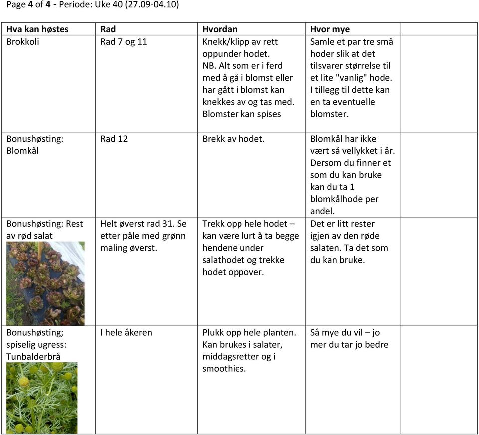 I tillegg til dette kan en ta eventuelle blomster. Bonushøsting: Blomkål Bonushøsting: Rest av rød salat Rad 12 Brekk av hodet. Blomkål har ikke vært så vellykket i år.