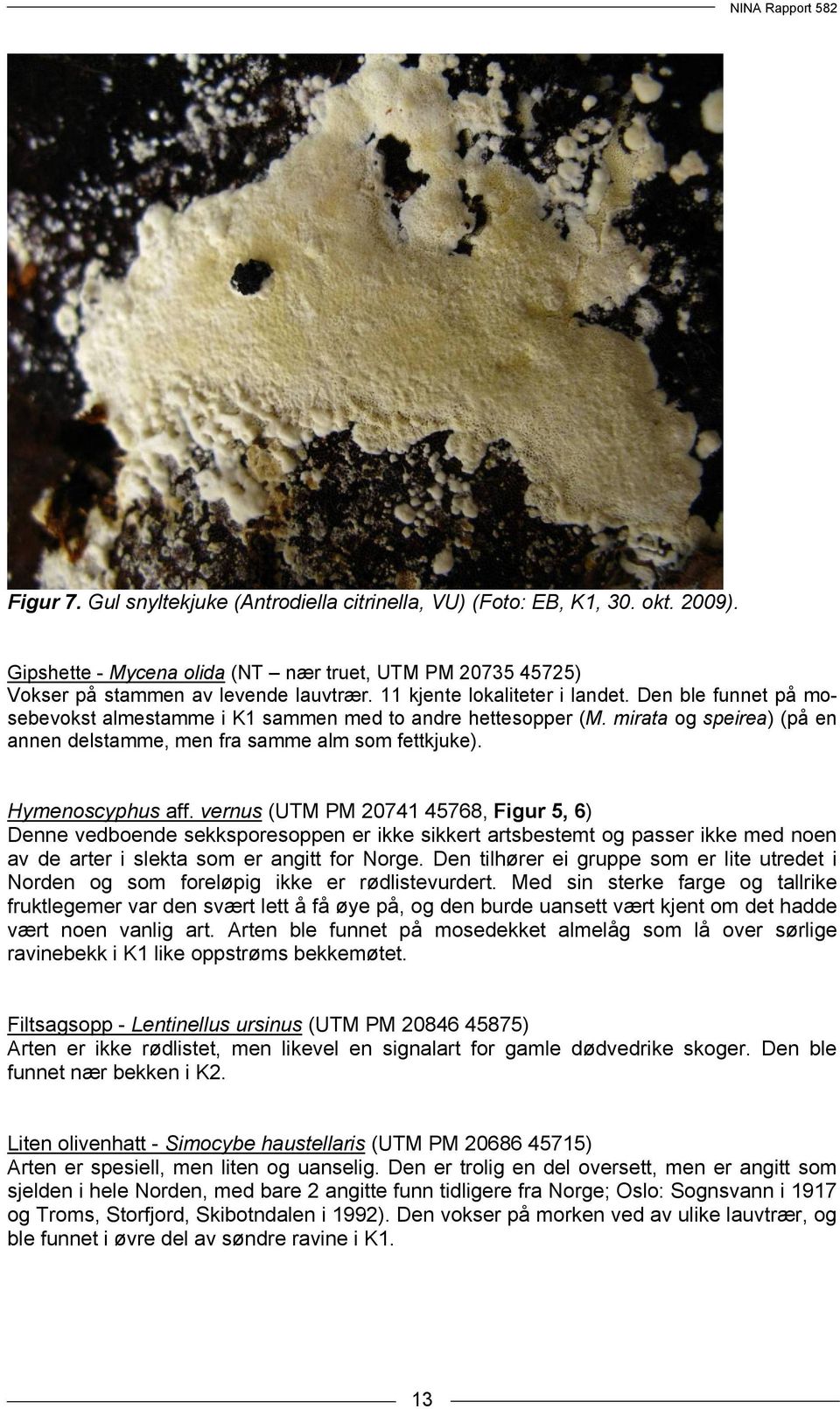 Hymenoscyphus aff. vernus (UTM PM 20741 45768, Figur 5, 6) Denne vedboende sekksporesoppen er ikke sikkert artsbestemt og passer ikke med noen av de arter i slekta som er angitt for Norge.