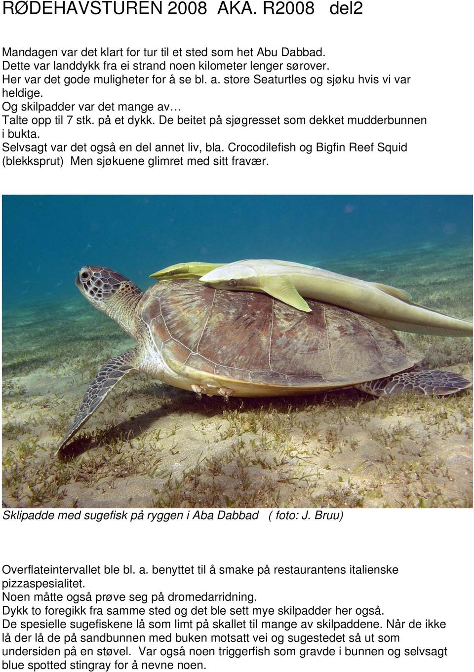 De beitet på sjøgresset som dekket mudderbunnen i bukta. Selvsagt var det også en del annet liv, bla. Crocodilefish og Bigfin Reef Squid (blekksprut) Men sjøkuene glimret med sitt fravær.