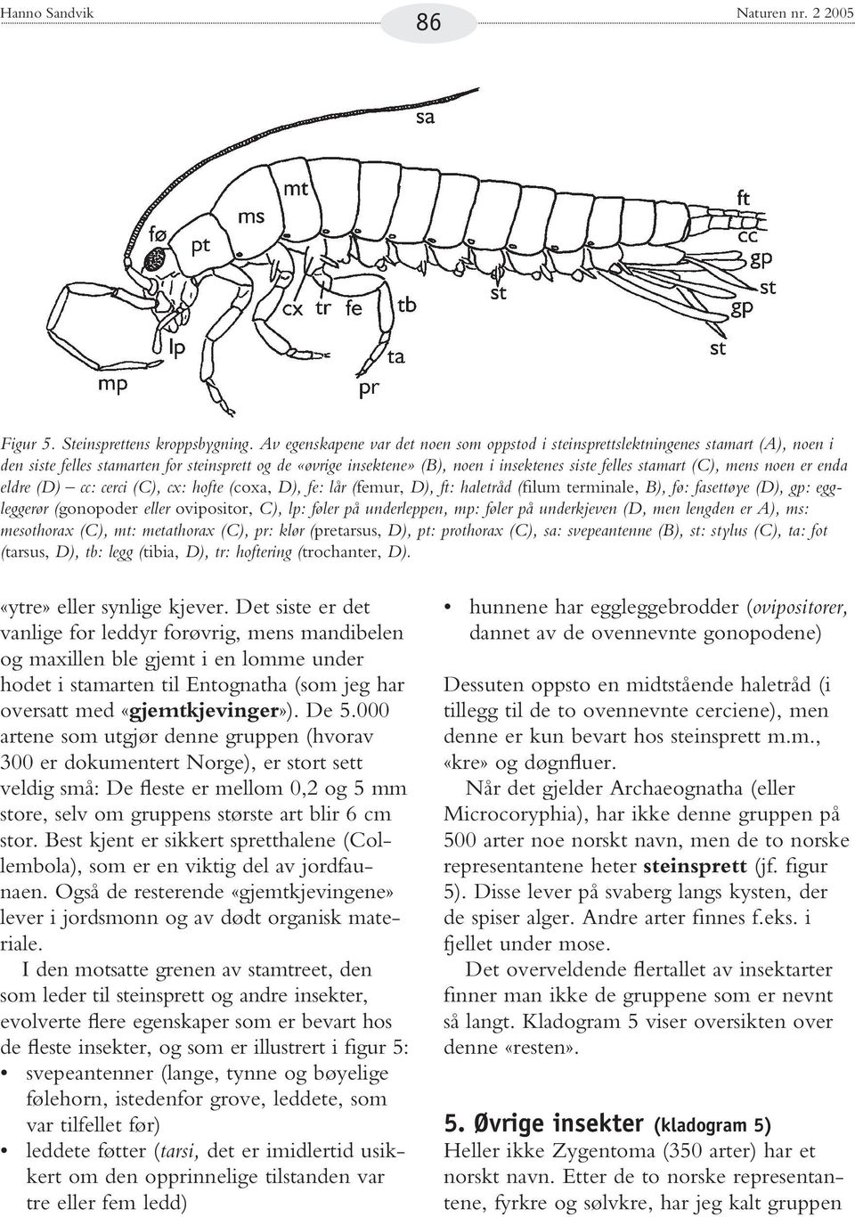 (C), mens noen er enda eldre (D) cc: cerci (C), cx: hofte (coxa, D), fe: lår (femur, D), ft: haletråd (filum terminale, B), fø: fasettøye (D), gp: eggleggerør (gonopoder eller ovipositor, C), lp: