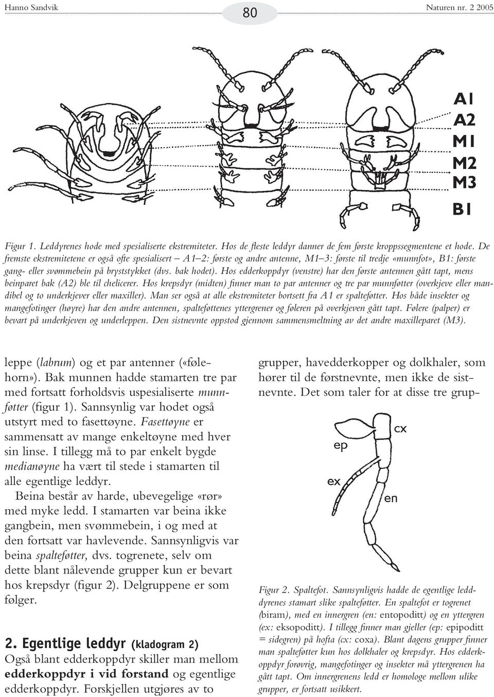 Hos edderkoppdyr (venstre) har den første antennen gått tapt, mens beinparet bak (A2) ble til chelicerer.