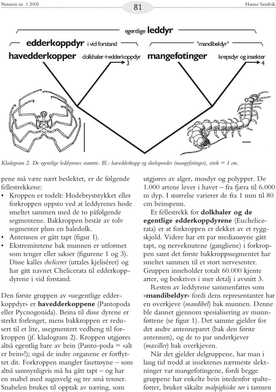 Bakkroppen består av tolv segmenter pluss en haledolk. Antennen er gått tapt (figur 1). Ekstremitetene bak munnen er utformet som tenger eller sakser (figurene 1 og 3).