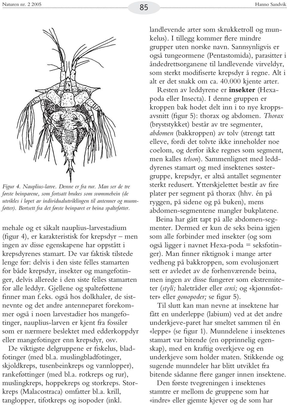 mehale og et såkalt nauplius-larvestadium (figur 4), er karakteristisk for krepsdyr men ingen av disse egenskapene har oppstått i krepsdyrenes stamart.