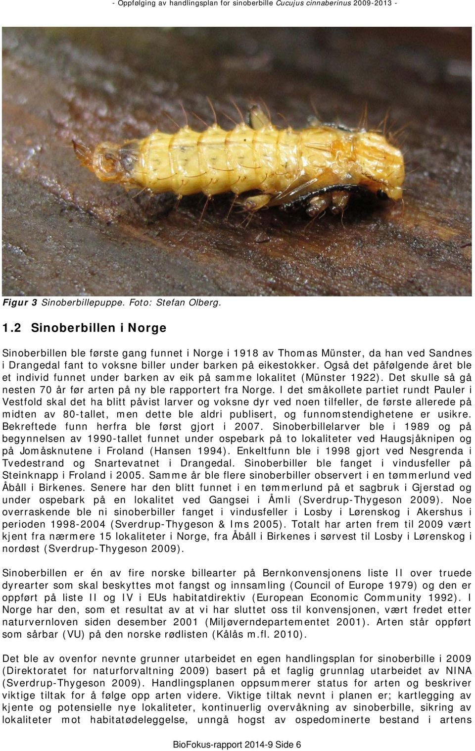 Også det påfølgende året ble et individ funnet under barken av eik på samme lokalitet (Münster 1922). Det skulle så gå nesten 70 år før arten på ny ble rapportert fra Norge.