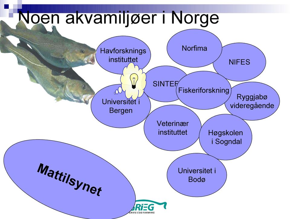 Fiskeriforskning Ryggjabø videregående Veterinær