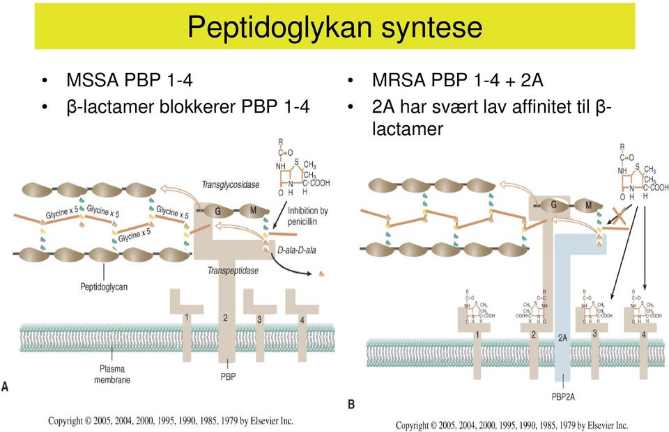 1-4 MRSA PBP 1-4 + 2A 2A har