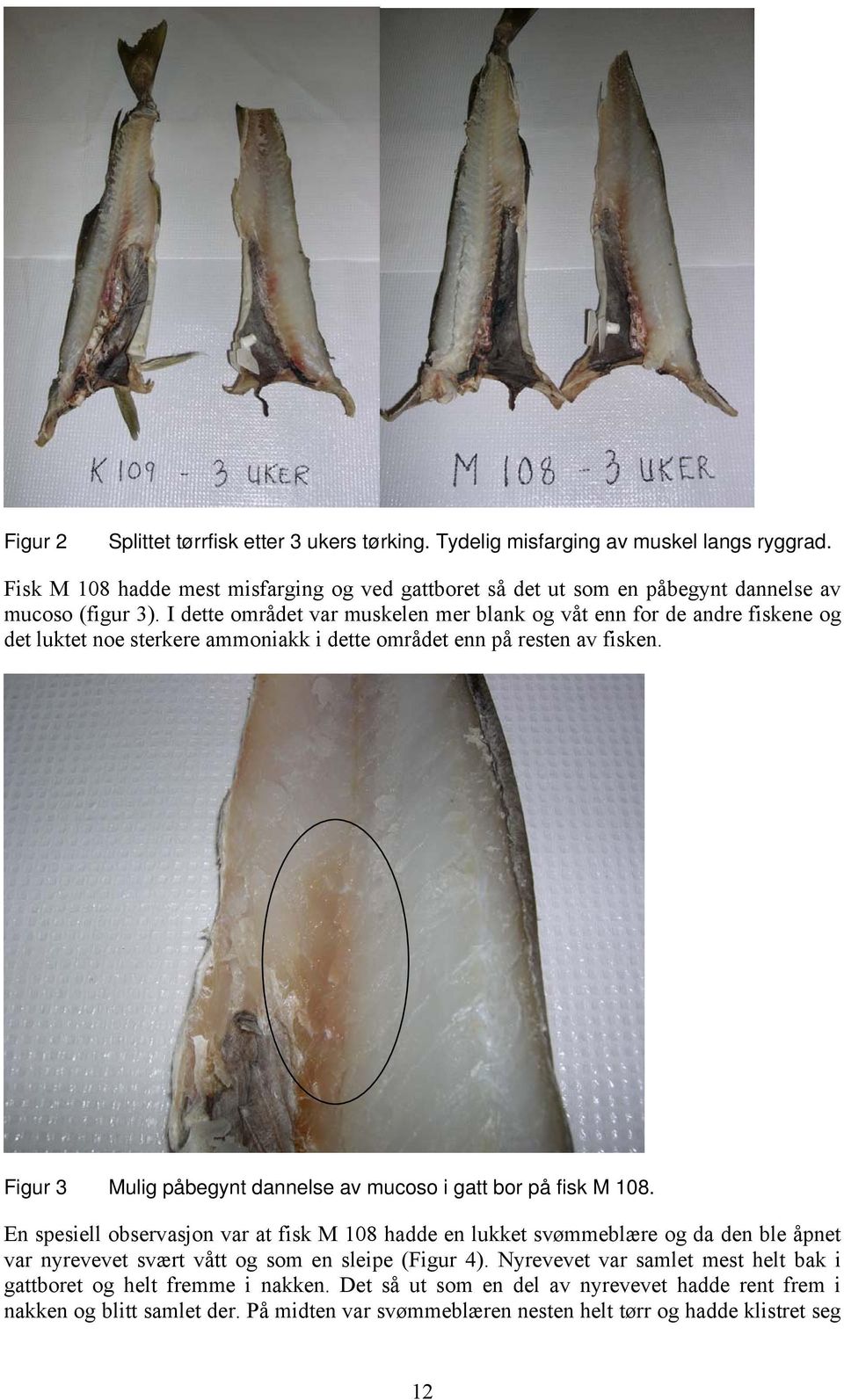 I dette området var muskelen mer blank og våt enn for de andre fiskene og det luktet noe sterkere ammoniakk i dette området enn på resten av fisken.