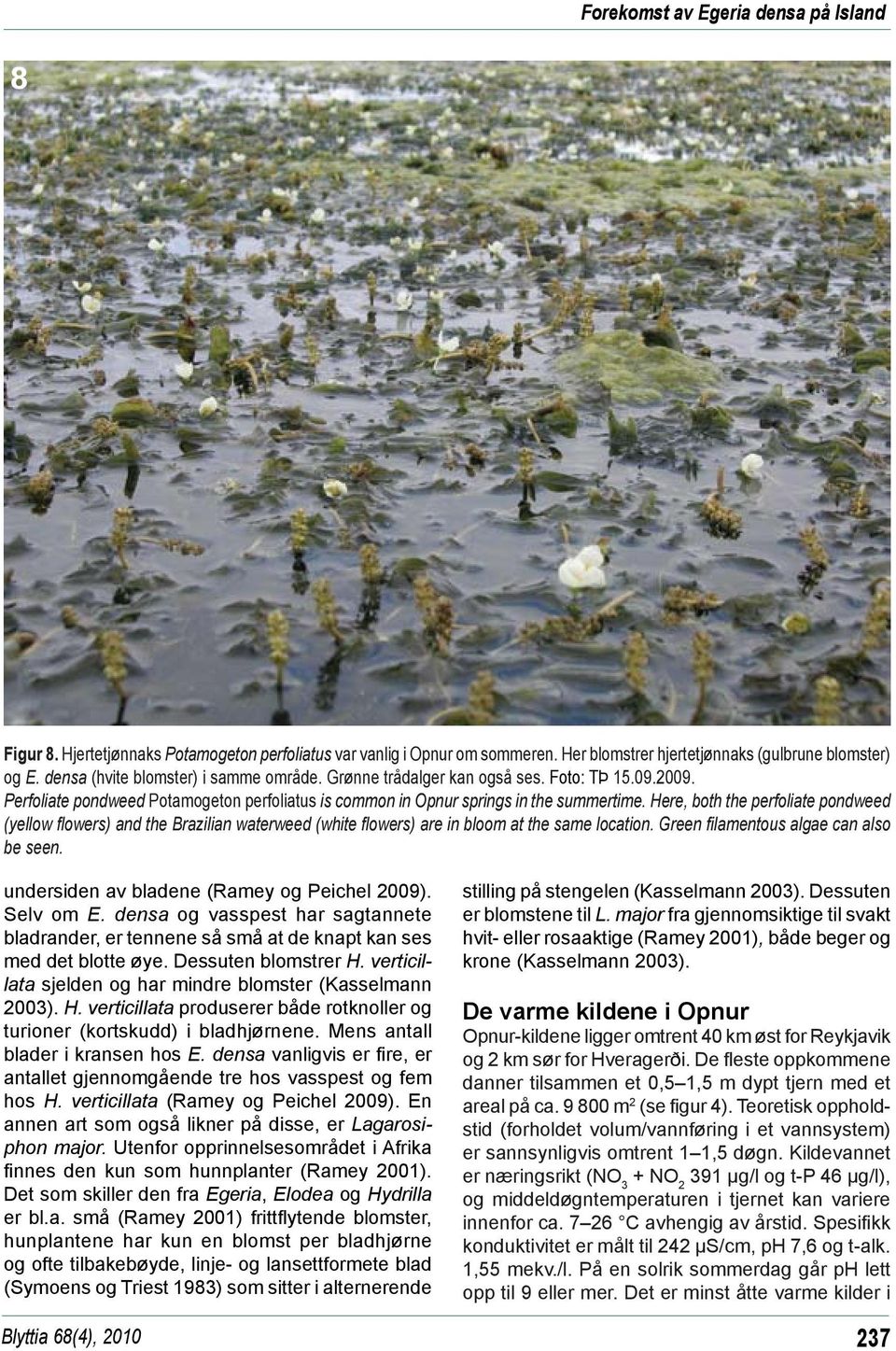 Here, both the perfoliate pondweed (yellow flowers) and the Brazilian waterweed (white flowers) are in bloom at the same location. Green filamentous algae can also be seen.