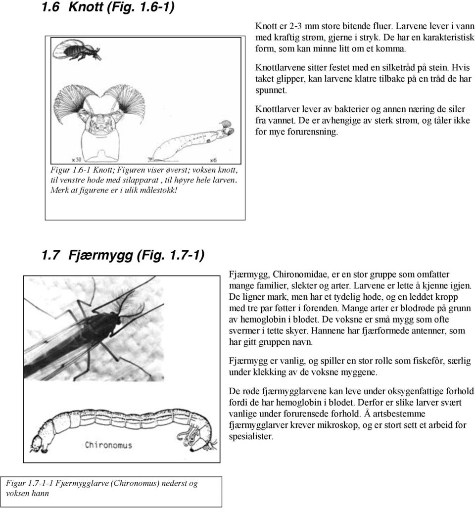 De er avhengige av sterk strøm, og tåler ikke for mye forurensning. Figur 1.6-1 Knott; Figuren viser øverst; voksen knott, til venstre hode med silapparat, til høyre hele larven.