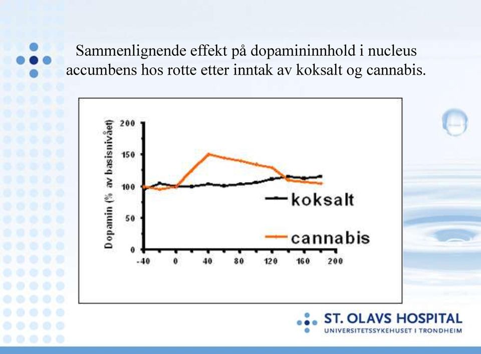 accumbens hos rotte etter