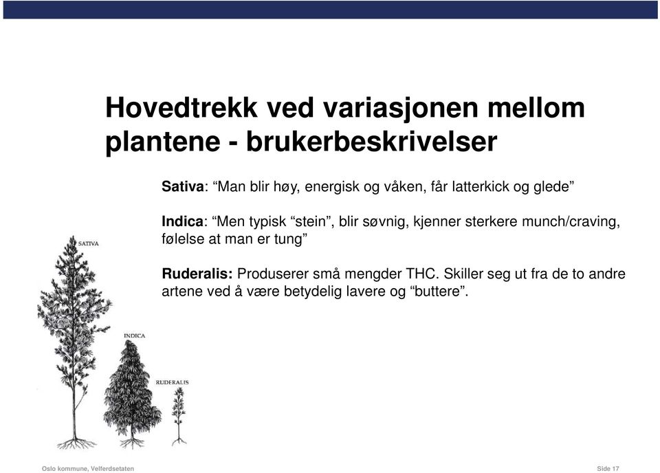 sterkere munch/craving, følelse at man er tung Ruderalis: Produserer små mengder THC.