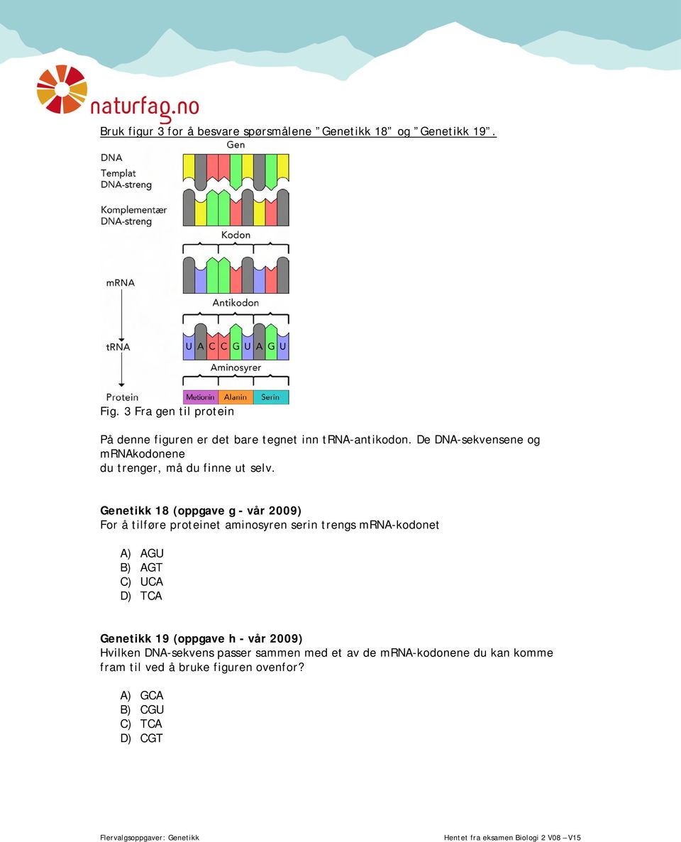 De DNA-sekvensene og mrnakodonene du trenger, må du finne ut selv.