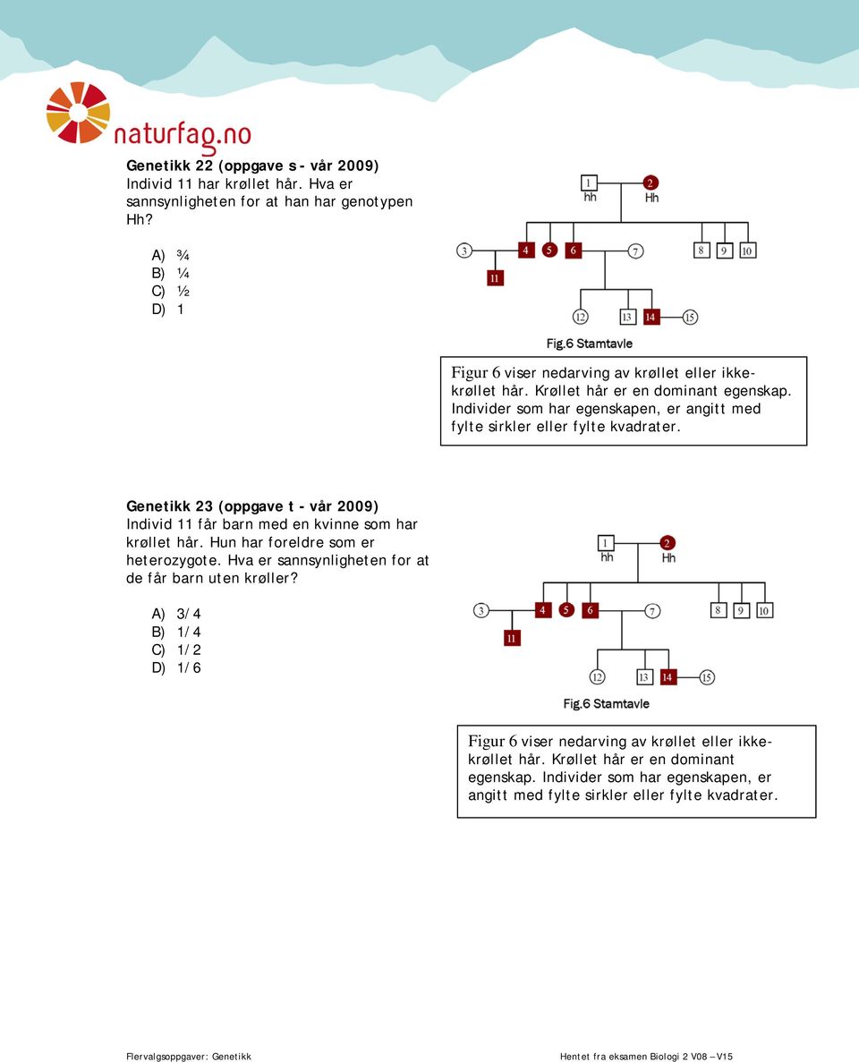 Individer som har egenskapen, er angitt med fylte sirkler eller fylte kvadrater. Genetikk 23 (oppgave t - vår 2009) Individ 11 får barn med en kvinne som har krøllet hår.