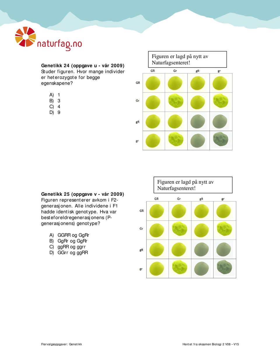 A) 1 B) 3 C) 4 D) 9 Genetikk 25 (oppgave v - vår 2009) Figuren representerer avkom i F2- generasjonen.