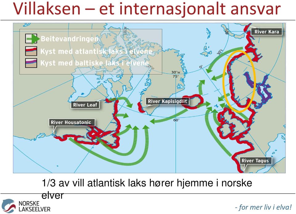 1/3 av vill atlantisk