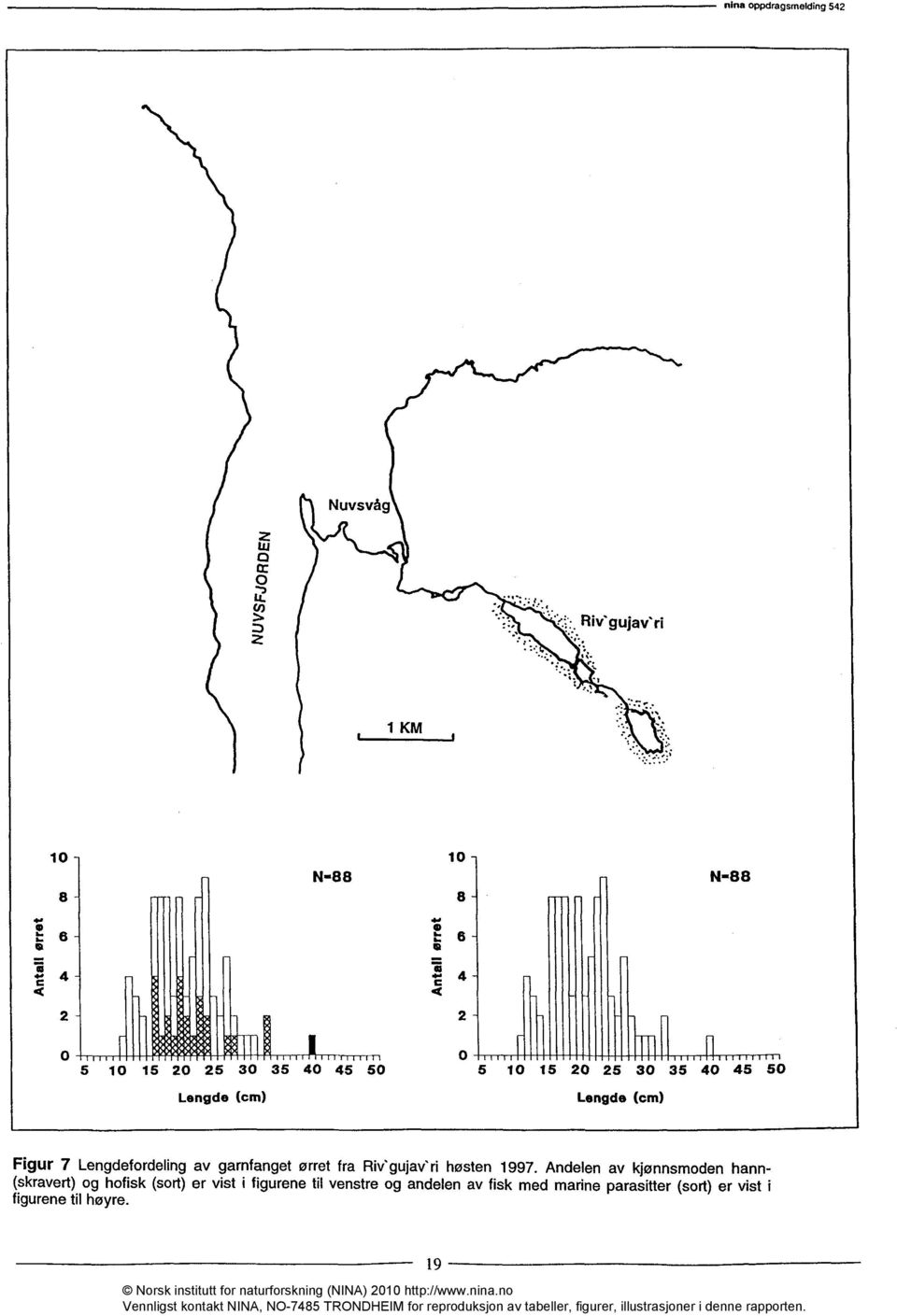 25 30 35 40 45 50 Figur 7 Lengdefordeling av garnfanget ørret fra Riv'gujav'ri høsten 1997.