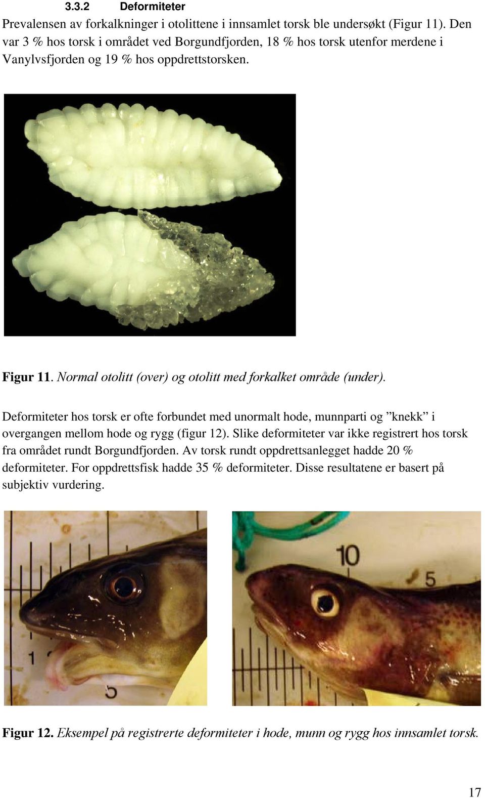 Normal otolitt (over) og otolitt med forkalket område (under). Deformiteter hos torsk er ofte forbundet med unormalt hode, munnparti og knekk i overgangen mellom hode og rygg (figur 12).