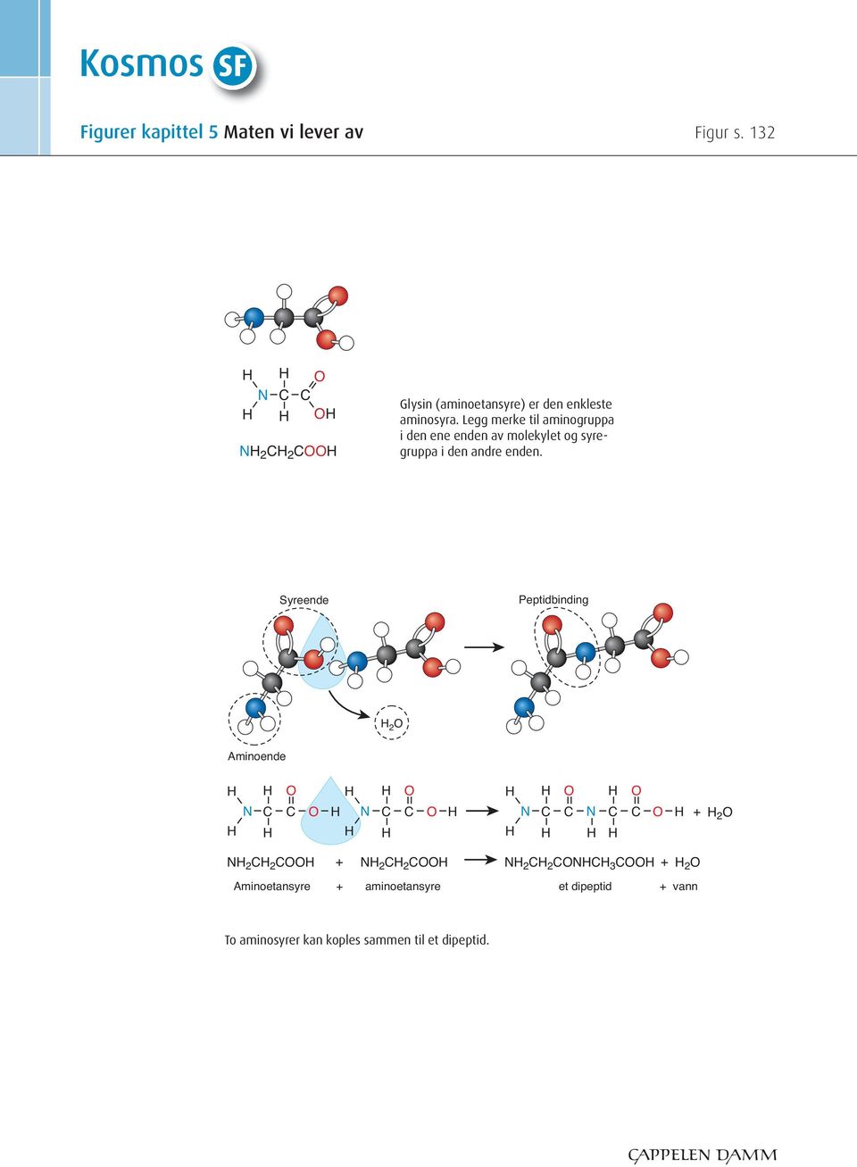 Legg merke til aminogruppa i den ene enden av molekylet og syregruppa i den andre enden.