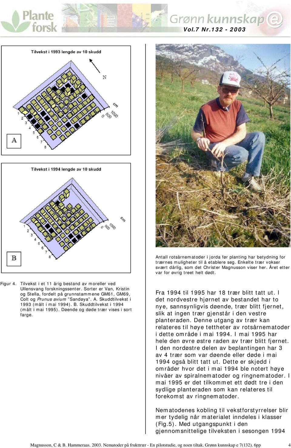 Sorter er Van, Kristin og Stella, fordelt på grunnstammene GM61, GM69, Colt og Prunus avium Sandøya. A. Skuddtilvekst i 1993 (målt i mai 1994). B. Skuddtilvekst i 1994 (målt i mai 1995).