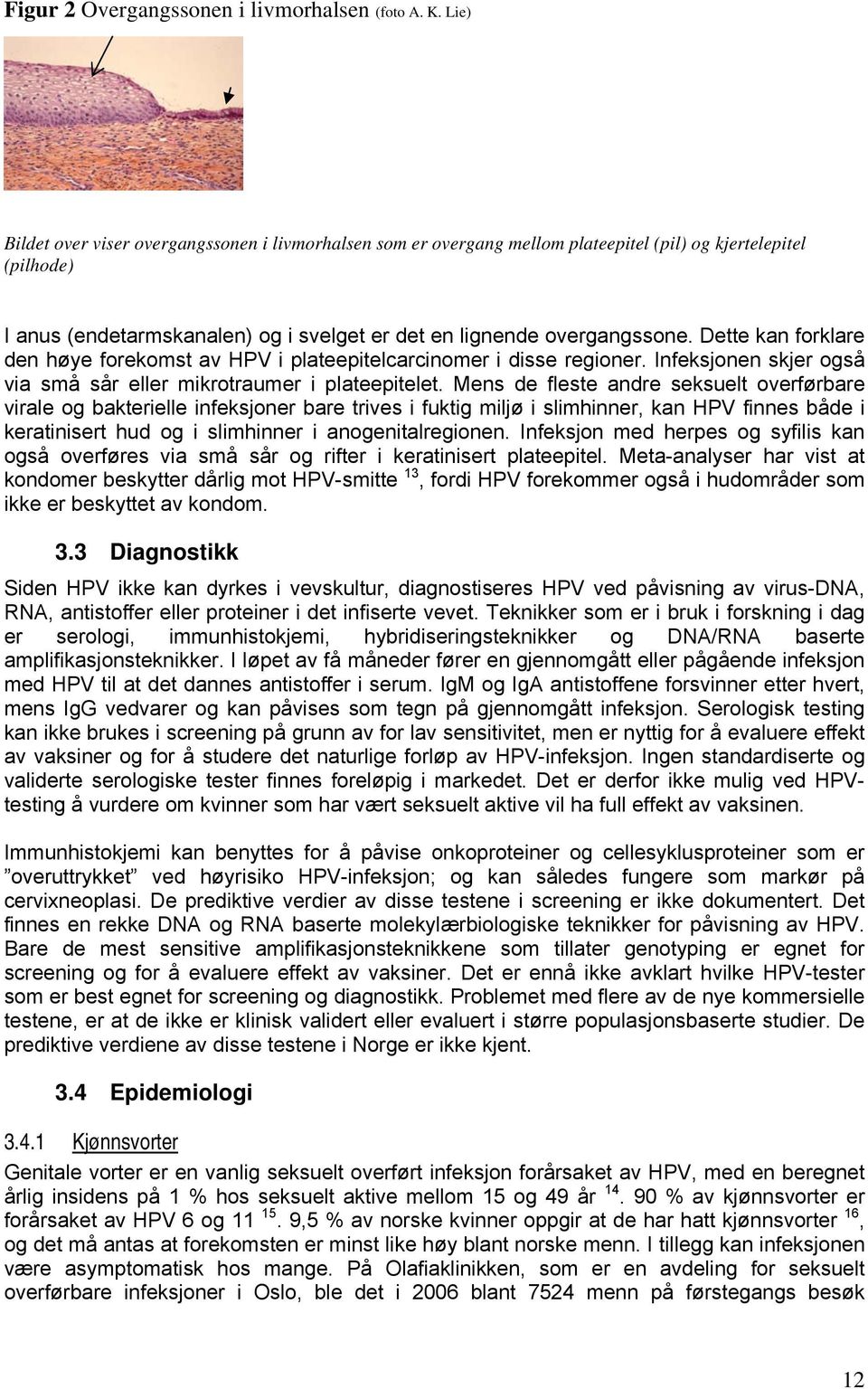 Dette kan forklare den høye forekomst av HPV i plateepitelcarcinomer i disse regioner. Infeksjonen skjer også via små sår eller mikrotraumer i plateepitelet.