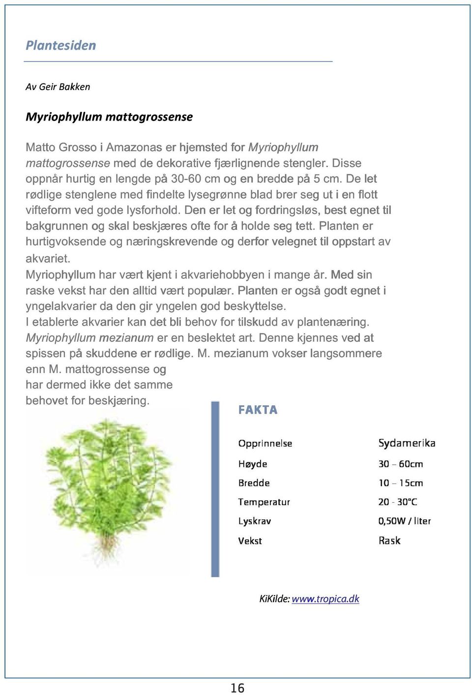 Den er let og fordringsløs, best egnet til l bakgrunnen n og skal beskjæres ofte for å holde seg tett. Planten n er hurtigvoksende e og næringskrevende og derfor velegnet til oppstart p av akvariet.