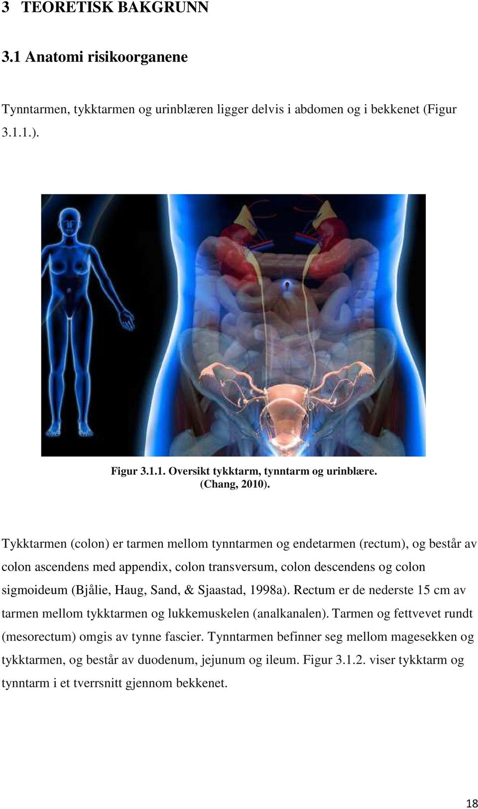 Tykktarmen (colon) er tarmen mellom tynntarmen og endetarmen (rectum), og består av colon ascendens med appendix, colon transversum, colon descendens og colon sigmoideum (Bjålie, Haug,