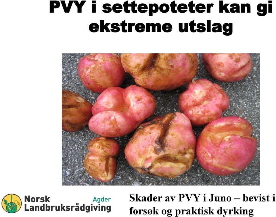 Skader av PVY i Juno