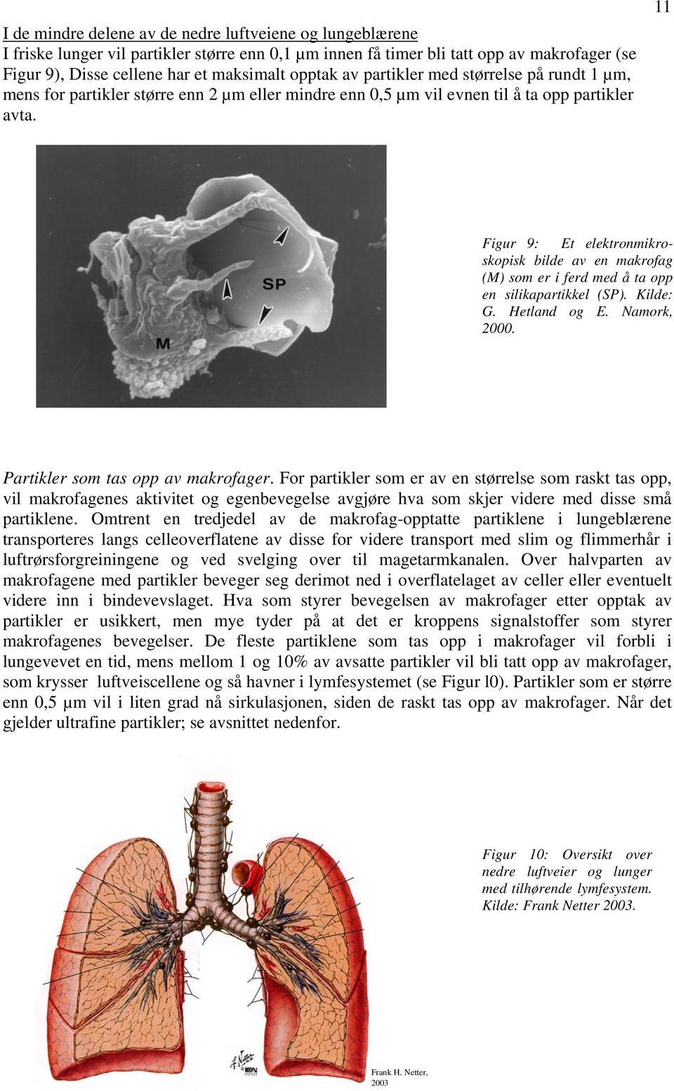 11 Figur 9: Et elektronmikroskopisk bilde av en makrofag (M) som er i ferd med å ta opp en silikapartikkel (SP). Kilde: G. Hetland og E. Namork, 2000. Partikler som tas opp av makrofager.