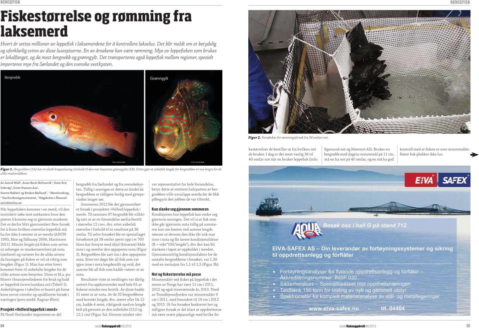Det transporteres også leppefisk mellom regioner, spesielt importeres mye fra Sørlandet og den svenske vestkysten. Figur 2. Forsøkskar for rømmingsforsøk fra 38 omfars not.