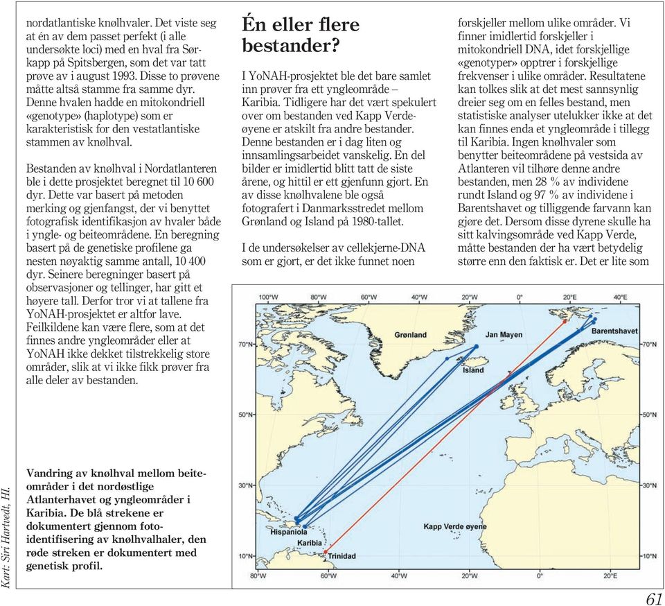 Bestanden av knølhval i Nordatlanteren ble i dette prosjektet beregnet til 10 600 dyr.