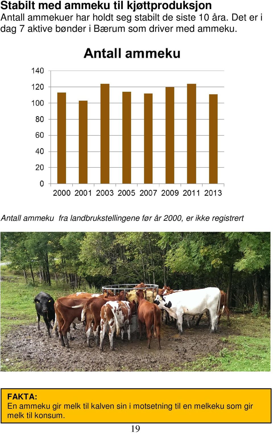 Antall ammeku fra landbrukstellingene før år 2000, er ikke registrert FAKTA: En