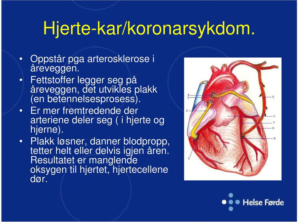 Er mer fremtredende der arteriene deler seg ( i hjerte og hjerne).