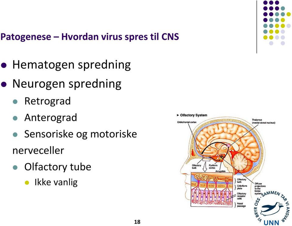 Retrograd Anterograd Sensoriske og