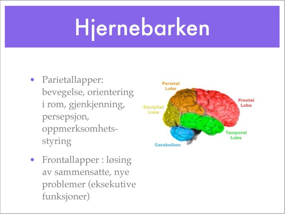 oppmerksomhetsstyring Frontallapper : løsing