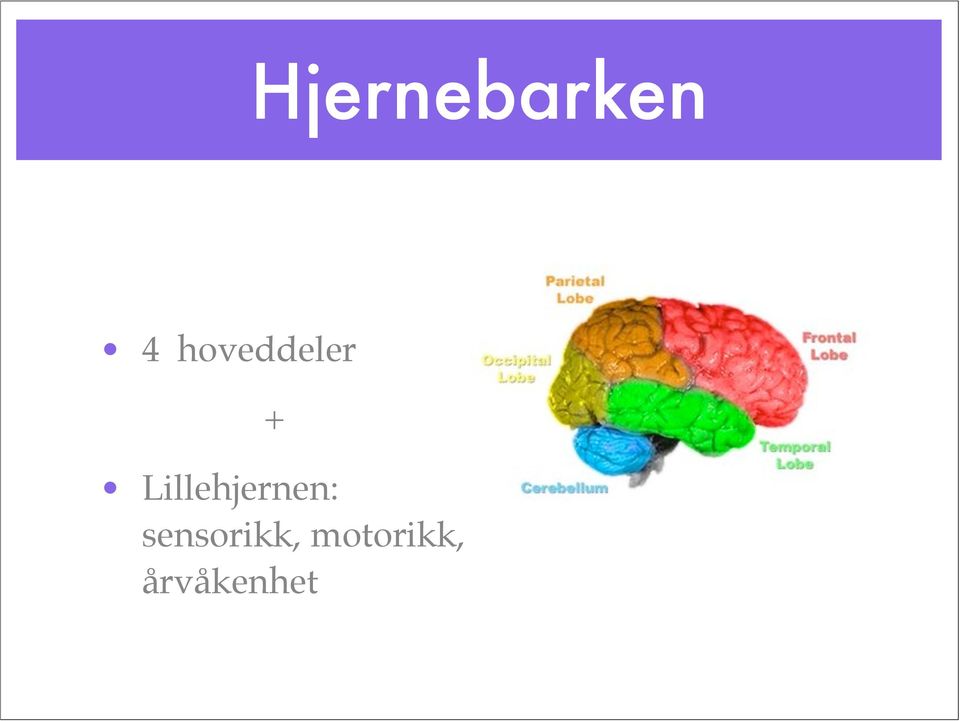 Lillehjernen: